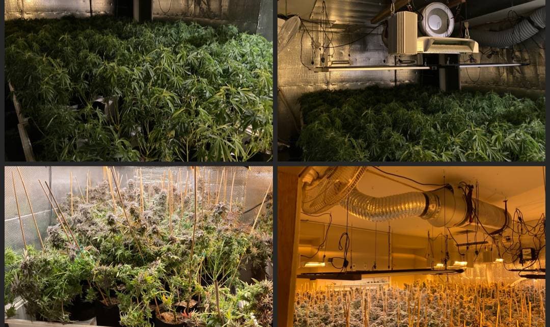 Convierten casa en cultivo de marihuana en el sur de California