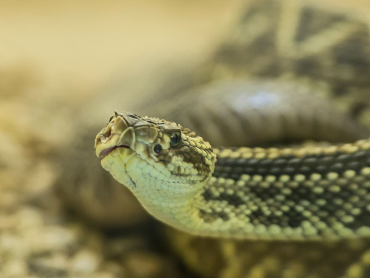 Pueden sentirse atraídas por las zonas con mucha maleza o vegetación cerca de las casas.
<br>