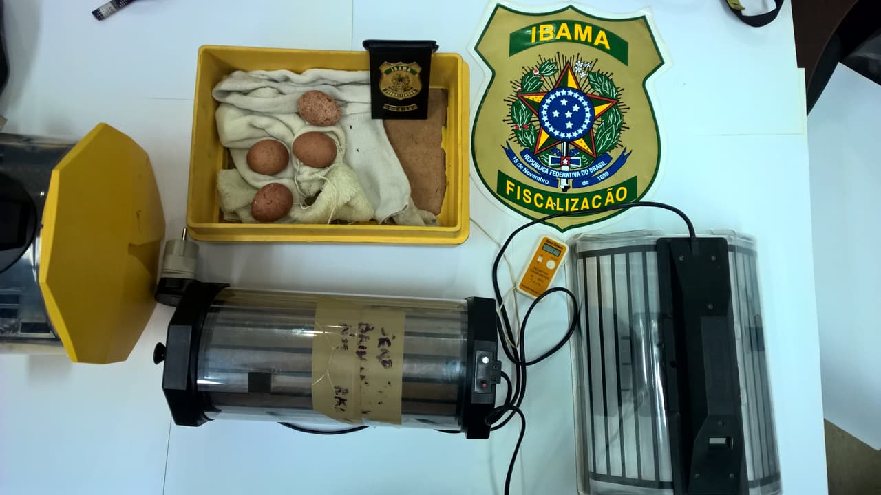 Foto de aduanas de la incautación: cuatro huevos de halcón peregrino ocultos en paños y una incubadora portátil.