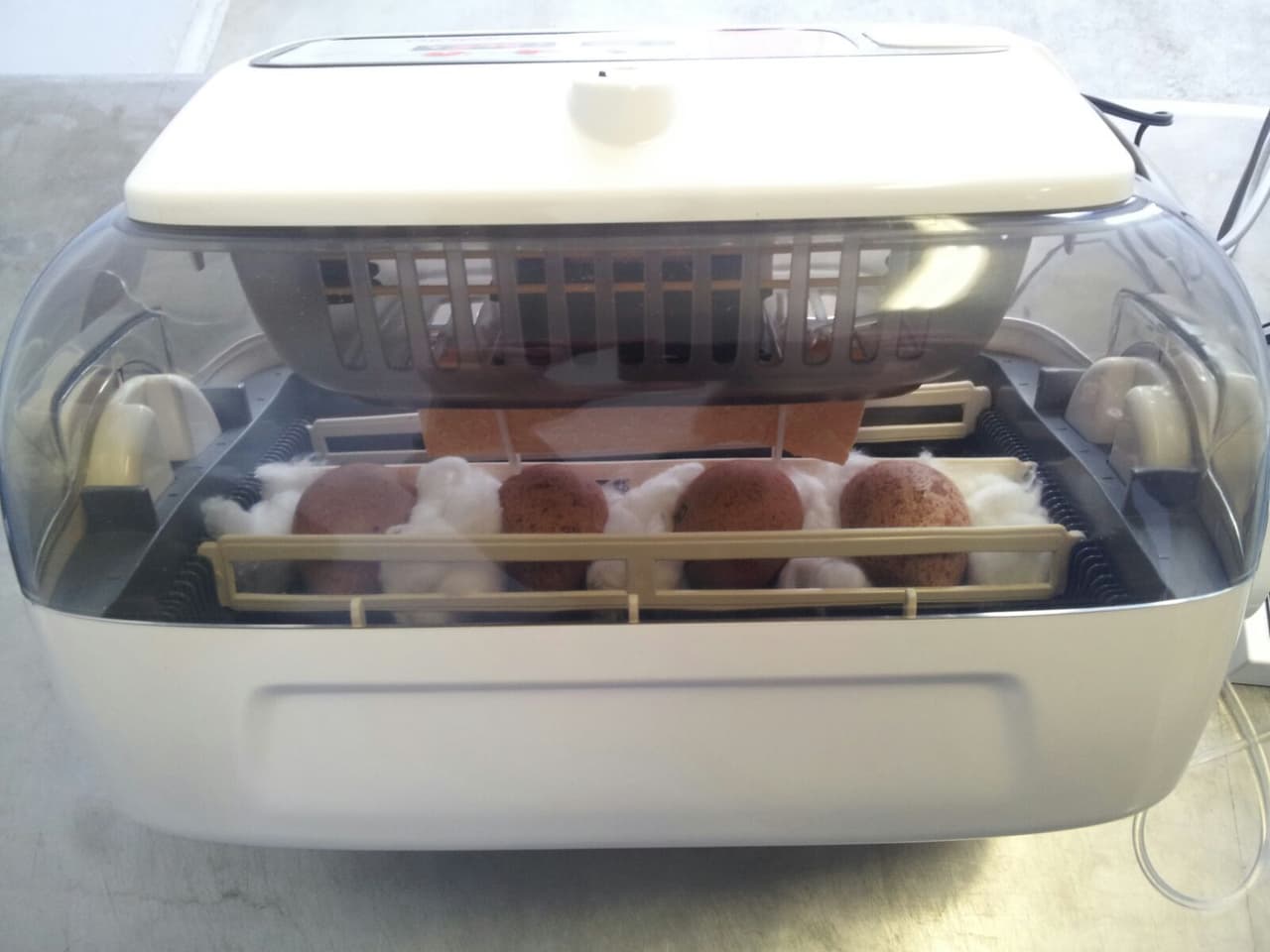 Incubadora utilizada en el cuidado de los huevos de esta rara subespecie de halcón peregrino.