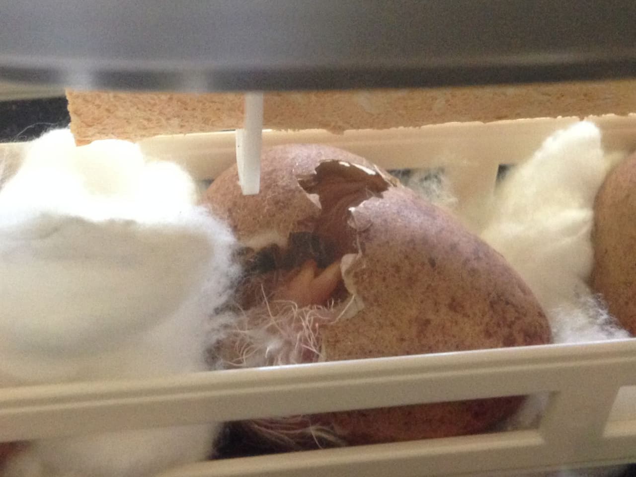 Instante en el que nace el pollo de halcón peregrino.