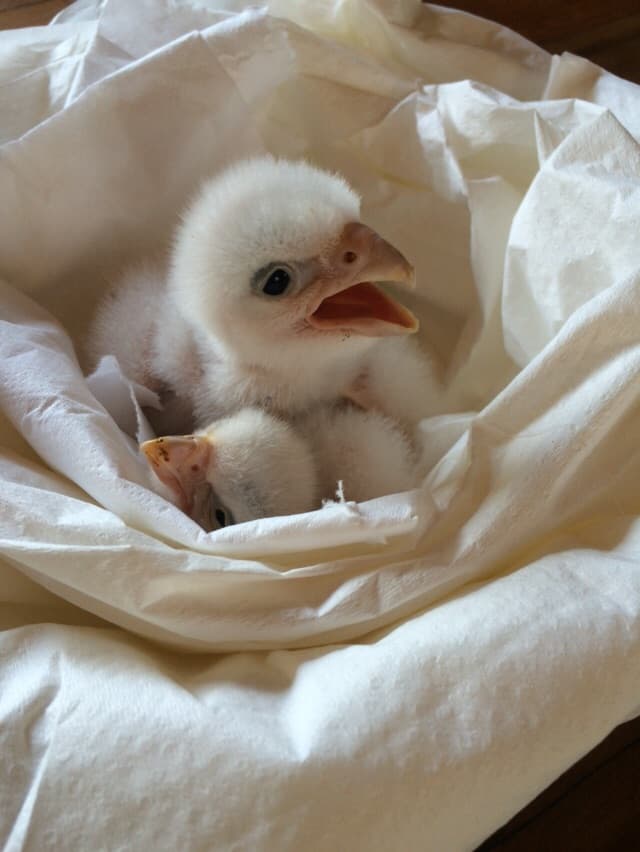 Solo el más grande de los polluelos sobrevive.