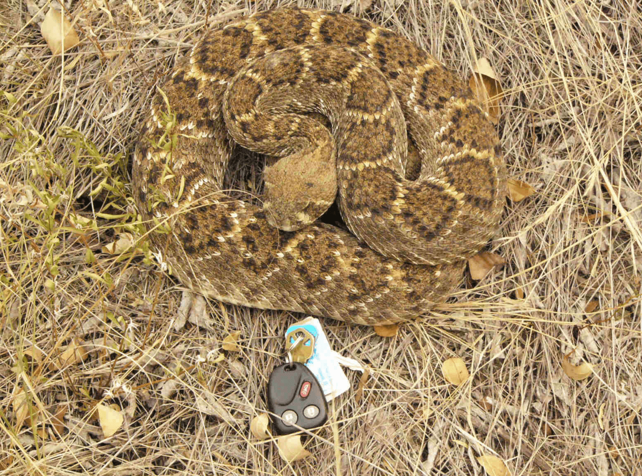 La Serpiente de Cascabel también se encuentra en la lista de las serpientes venenosas.
<br>
<br>Autoridades dicen que las temperaturas cálidas y las recientes lluvias pueden provocar que los hogares de algunas serpientes se vuelvan inhabitables.
<br>