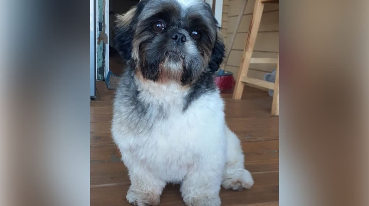 Angelina Isidro comparte esta foto de este perrito que se lo regalaron a su abuelita y luego pasó a ella y su familia, con quien ya lleva 5 años.