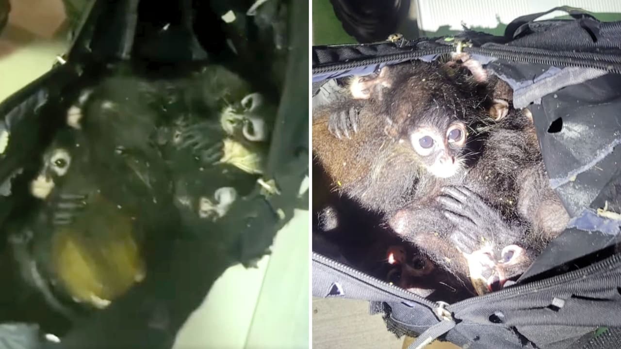 Aseguran a 7 monos araña que eran traficados dentro de una mochila en Brownsville