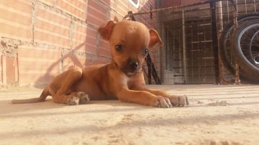 La nueva integrante de la familia de Johana Gómez.