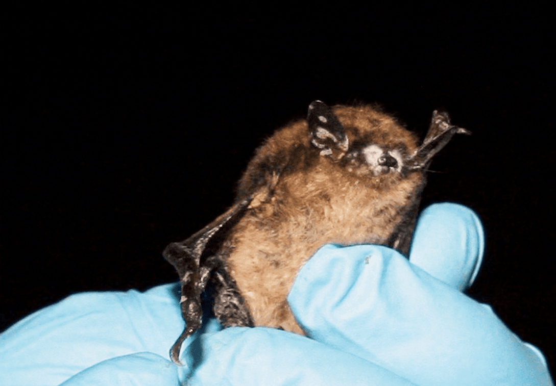 Otro murciélago enfermo con White Nose Syndrome.