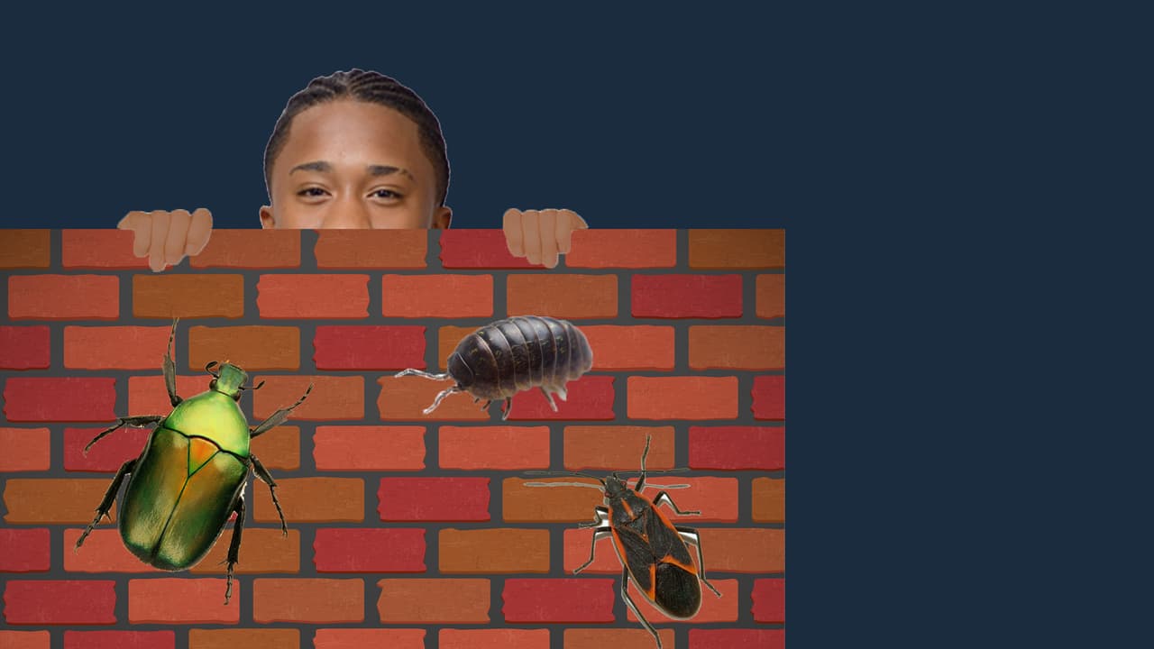 El problema de Aaron es severo ya que los insectos le causan pánico. They're everywhere!!!