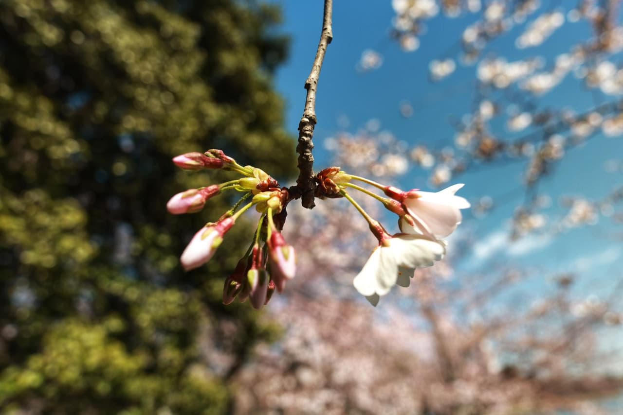 Por ejemplo,
<a href="https://www.univision.com/local/washington-dc-wfdc/calor-record-temperatura-washington-dc-fotos">el 23 de febrero hubo temperatura máxima de 81°F</a>, un registro que no se había dado para esta fecha en casi 150 años.