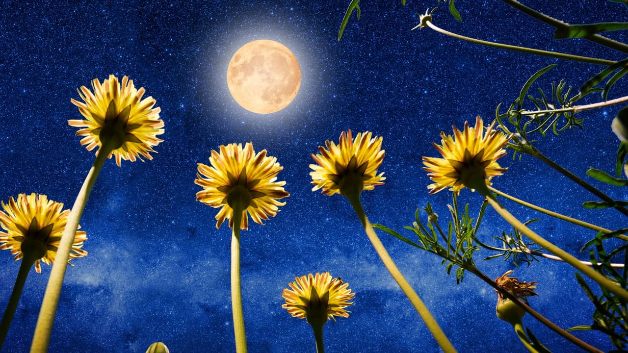 Luna Llena de mayo 2024: por qué se llama sí y cuándo se verá la espectacular "Luna de las Flores"