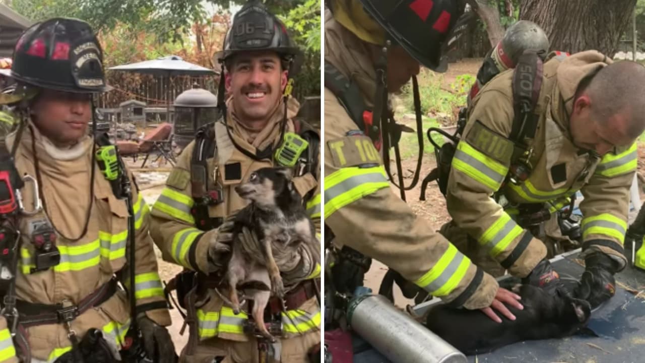 El momento en el que bomberos intentan salvar la vida a una perrita que quedó atrapada en un incendio en California