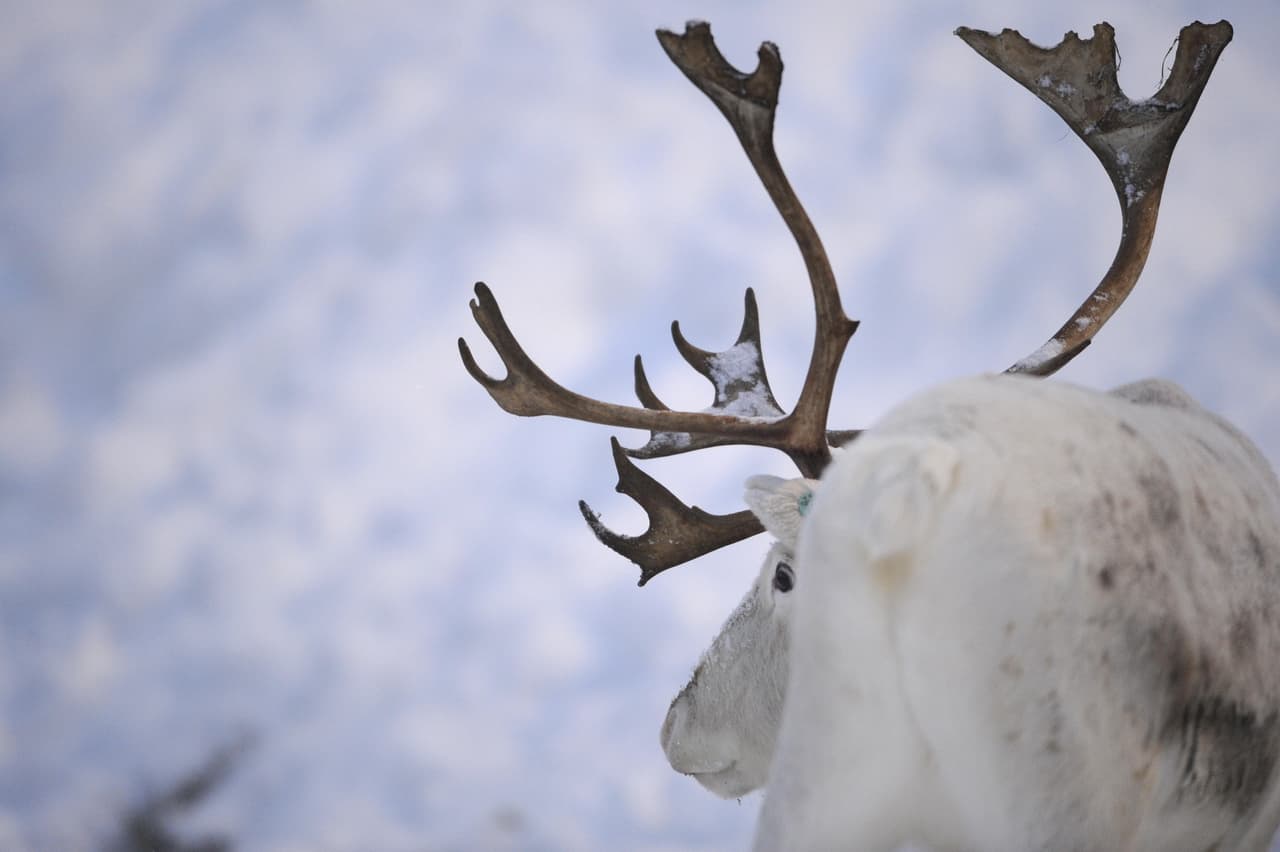 Los machos tienen una cavidad en el área de su cuello que llenan de aire para emitir sus roncos llamados de apareamiento.