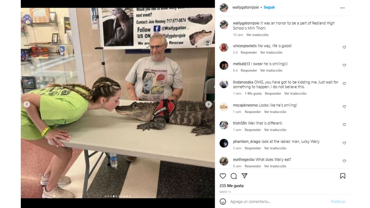 Wally el cocodrilo que es un animal de apoyo emocional