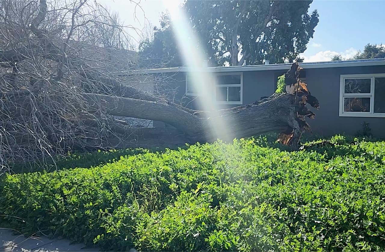 Televidentes de Noticias Univision 14 compartieron esta fotografía de un árbol caído en East Palo Alto, en la zona de Gonzaga Street.