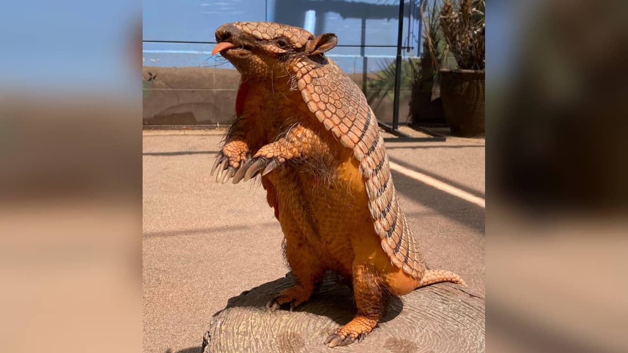 Buscan a Josephine, armadillo que escapó del Zoológico de Sacramento