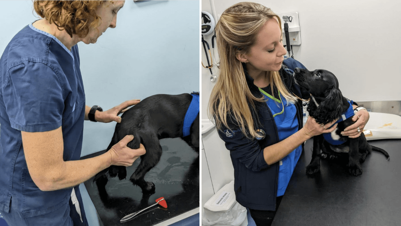 Ariel, perrita de 6 patas, ha tenido tratamiento médico para la remoción de sus patas extra.
