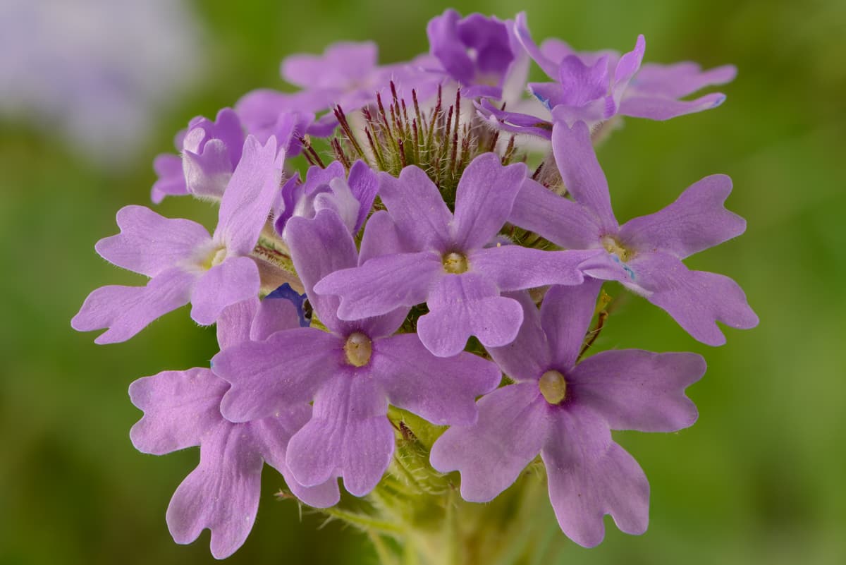 "Si el clima cálido que tuvimos en enero y febrero hubiera continuado, es posible que hayan comenzado a florecer antes de lo normal", dijo DeLong-Amaya.