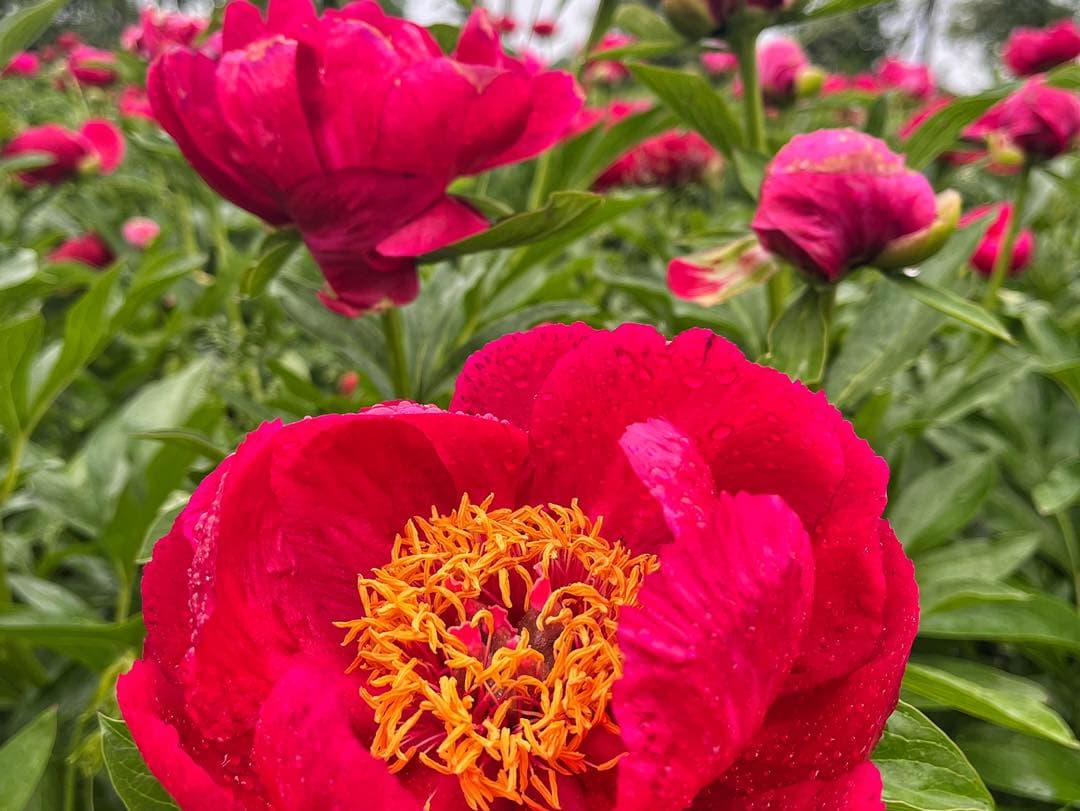 Quinto Festival Anual de Peonías abre sus puertas en Chadds Ford, Pensilvania