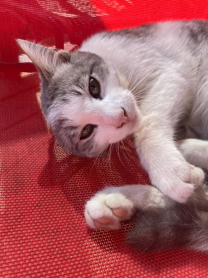 Día Nacional de las Mascotas