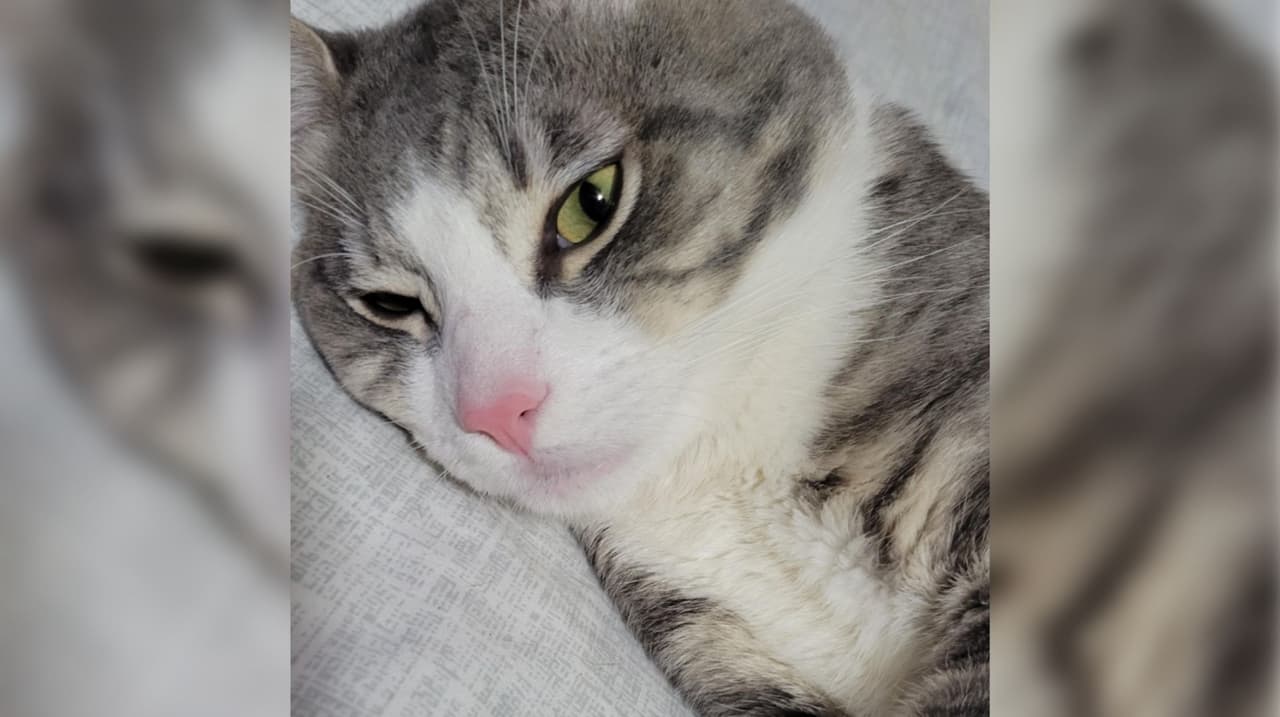 Silvia Gómez mandó la foto de Sparky, un gato que la acompañó mientras ella se recuperaba de una cirugía que se le infectó. Mientras Silvia se recuperaba, el gato se durmió en el mismo lugar por tres días.