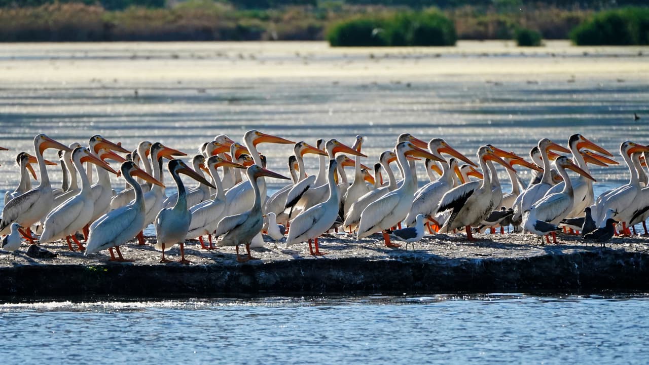 Esta imagen del martes 29 de junio de 2021, muestra un grupo de pelícanos reunidos en una isla en Farmington Bay en el Great Salt Lake en Farmington, Utah. Los pelicanos están viendo afectado su habitat natural reproductivo por causa del descenso de las aguas.