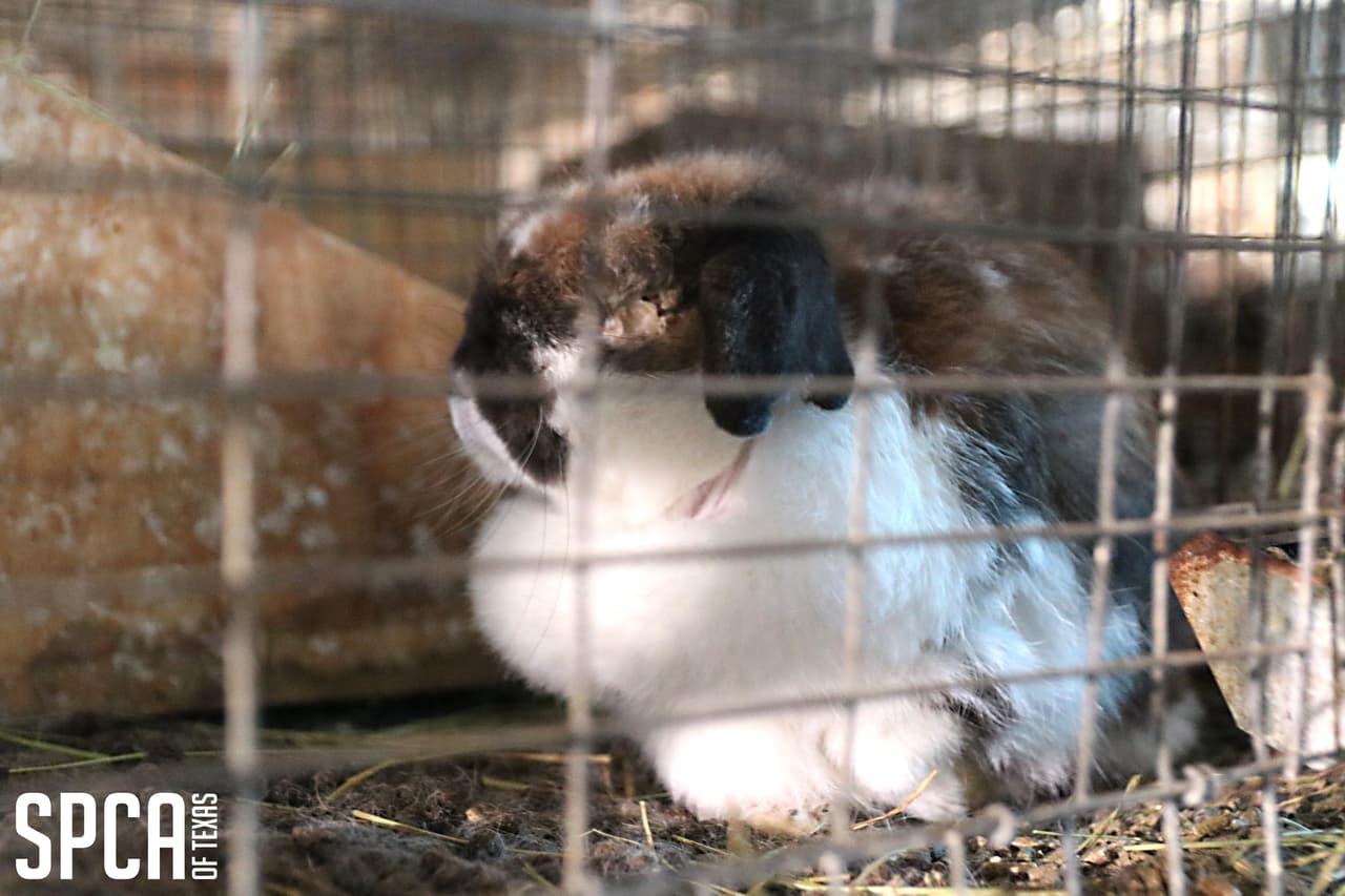 La SPCA de Texas visitó la propiedad el 4 de marzo al recibir información que justificaba una inspección.