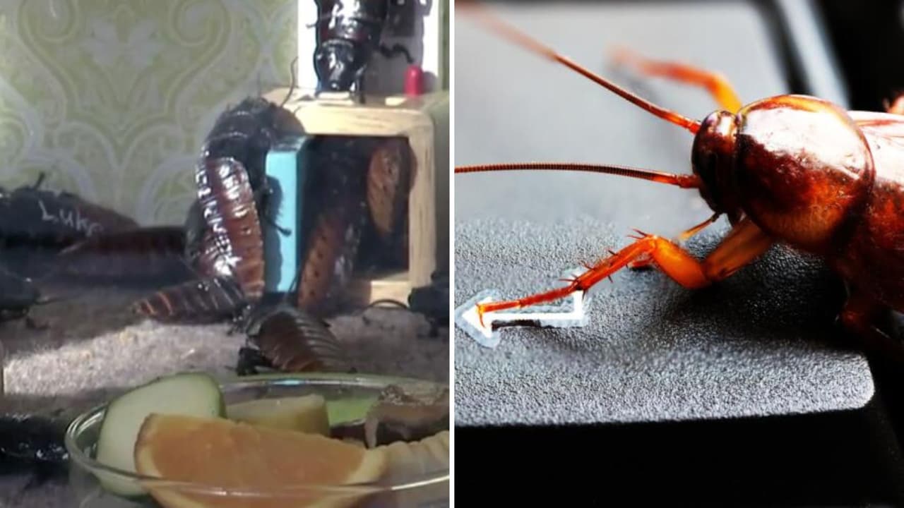 Cómo evitar que las cucarachas invadan tu hogar en esta temporada de calor
