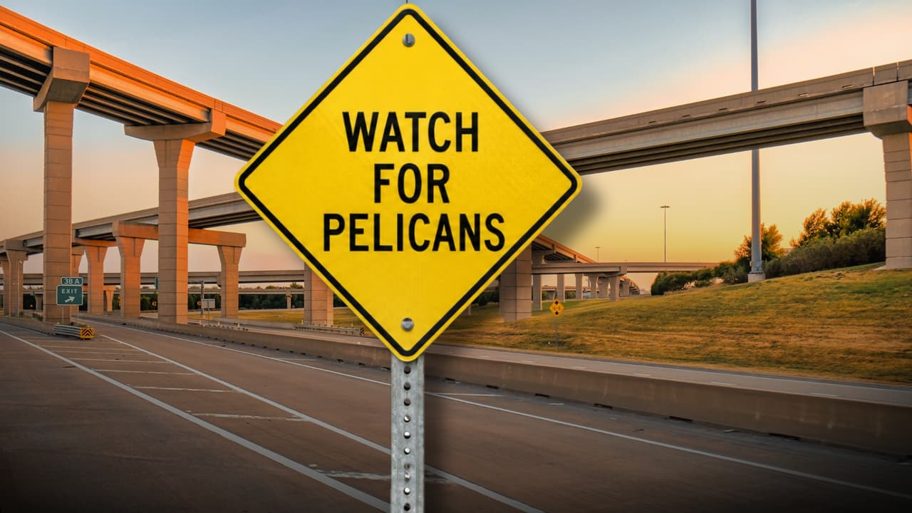 <h3 class="cms-H3-H3">2. Sí, Texas tiene señales para pelícanos</h3> No todos los cruces de animales en Texas
<b>son de venados. </b>
<br>TxDOT contempla “Pelicans” (“Pelícanos”) y “Watch for Pelicans” (“Atención a los pelícanos”), dos señales pensadas
<b>para advertir que estas aves pueden aparecer en el camino.</b>
<br>La advertencia tiene sentido en un estado donde
<b>los pelícanos frecuentan lagunas y humedales. </b>
<br>Por ejemplo, Texas Parks and Wildlife indica sobre
<b>pelícanos blancos americanos en el sur de Texas,</b> especialmente durante el invierno y las migraciones.
<br>Si un grupo baja o cruza cerca de la carretera,
<b>el conductor puede tener que frenar o incluso detenerse. </b>
<br>Por eso TxDOT coloca estas señales
<b>entre las advertencias asociadas con una posible parada.</b>