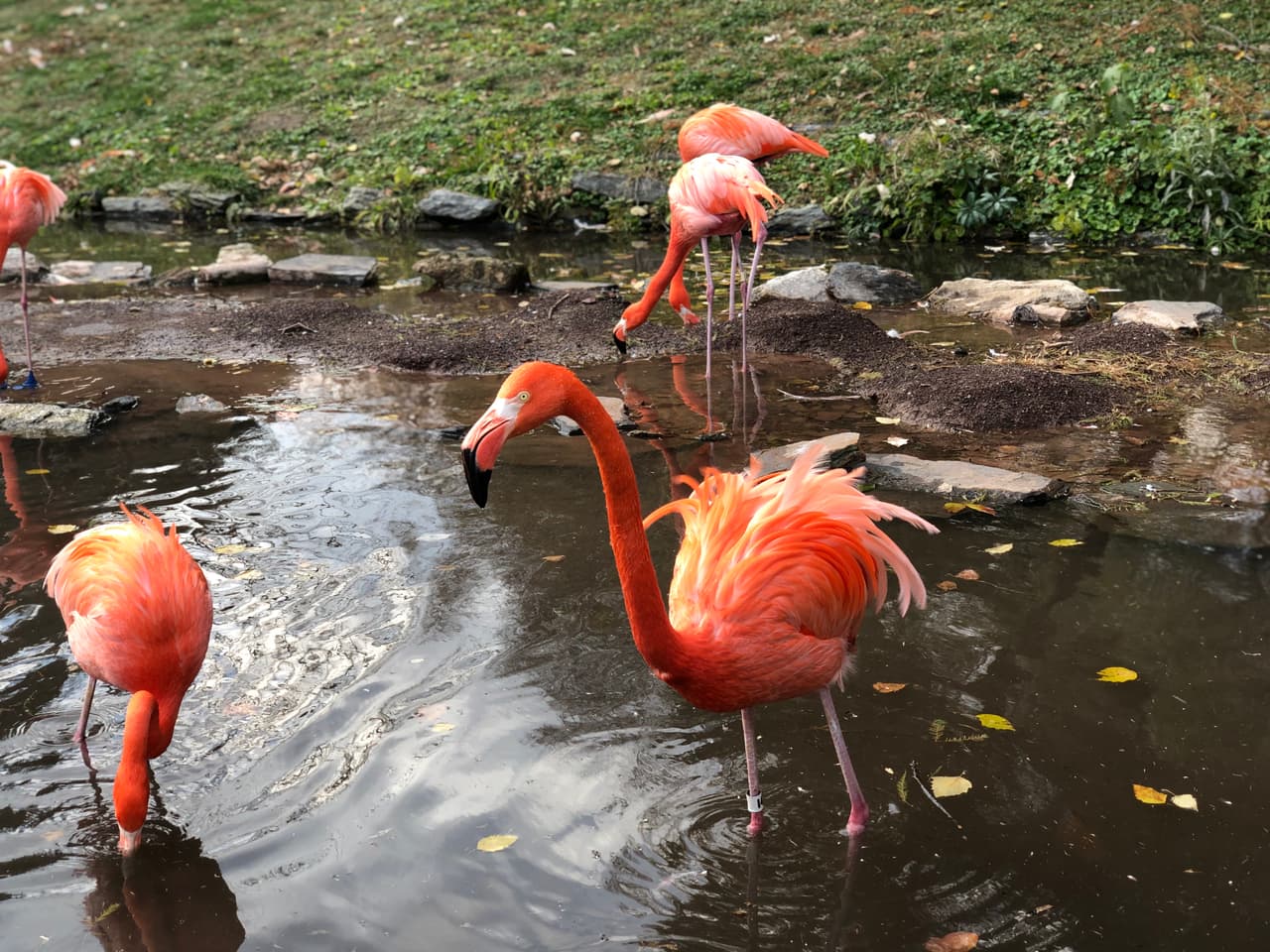 Nidos| Los nidos de los flamencos son muy fáciles de identificar porque tienen
<b>forma de cono</b>. La base es ancha y tienen una depresión justo en el centro, donde se coloca el huevo. Son las hembras quienes crean el nido a base de barro, ramas y piedras.
<br>
<br>Reproducción| En la gran mayoría de los casos las hembras solo ponen
<b>un huevo</b>. También pueden poner dos, aunque es raro que lo hagan. La puesta tiene lugar entre mayo y agosto, y la incubación dura aproximadamente un mes.
<br>
<br>