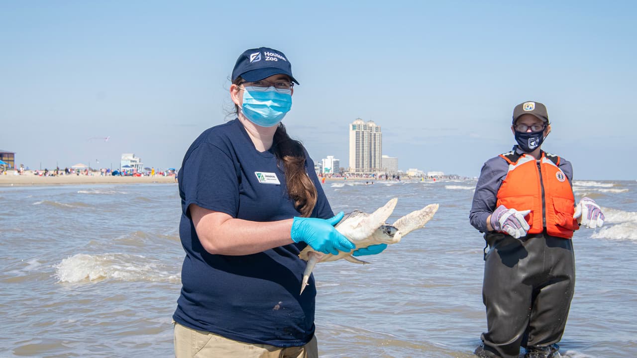 Durante los últimos meses, estas tortugas recibieron tratamiento y cuidado de expertos por parte del personal veterinario del zoológico antes de ser autorizadas para su liberación a la naturaleza.