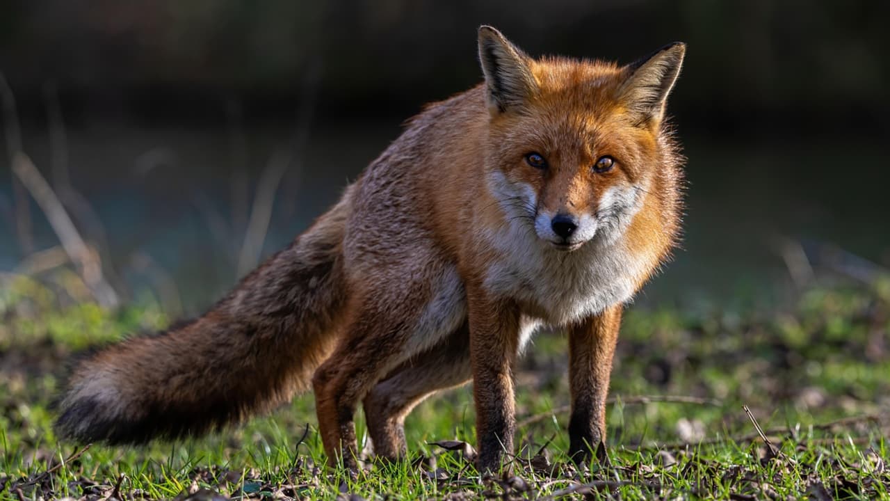 Activan alerta tras ataque de zorro con rabia a hombre y dos perros en Maryland