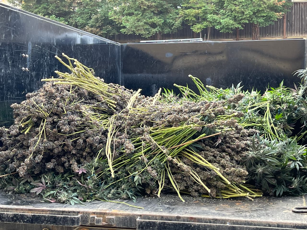 En el operativo también participaron el Departamento de Pesca y Vida Salvaje de California y la Fuerza de Tarea Especial de Antioch.