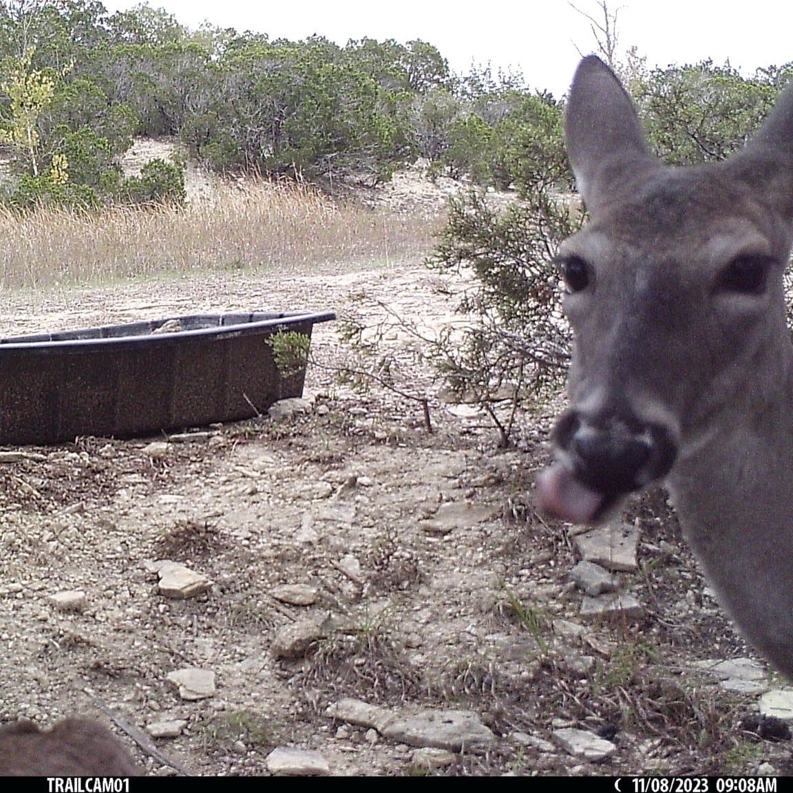 Venados cola blanca son captados con frecuencia porque ya conocen los lugares en donde siempre hay agua segura. Muchos de ellos hasta se sienten cómodos con la presencia del lente.