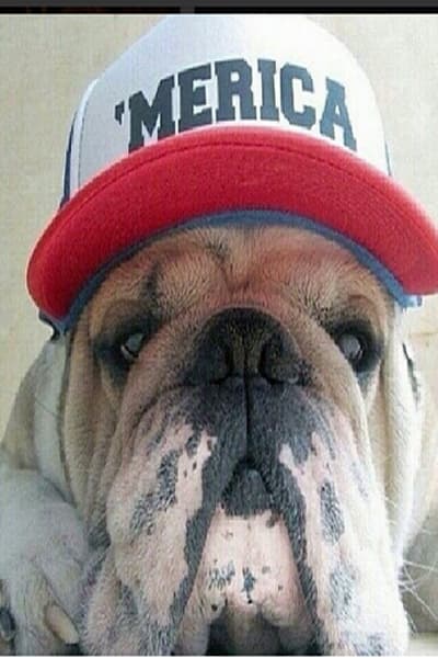 La pasión del futbol también le llega a las mascotas, y algunas de ellas apoyan a su equipo con toda la energía.