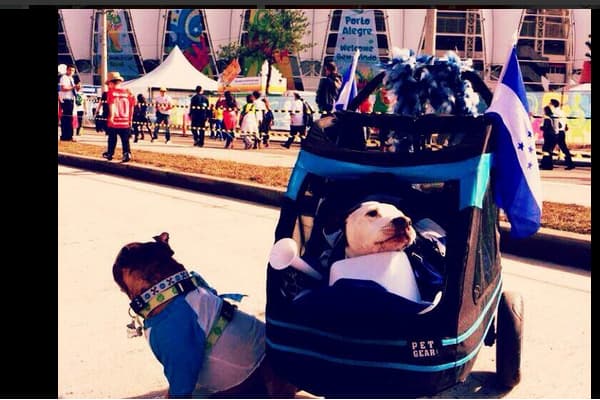 La pasión del futbol también le llega a las mascotas, y algunas de ellas apoyan a su equipo con toda la energía.