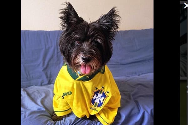 La pasión del futbol también le llega a las mascotas, y algunas de ellas apoyan a su equipo con toda la energía.