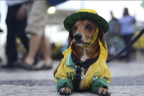 La pasión del futbol también le llega a las mascotas, y algunas de ellas apoyan a su equipo con toda la energía.