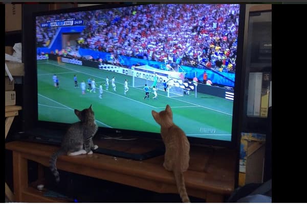 La pasión del futbol también le llega a las mascotas, y algunas de ellas apoyan a su equipo con toda la energía.