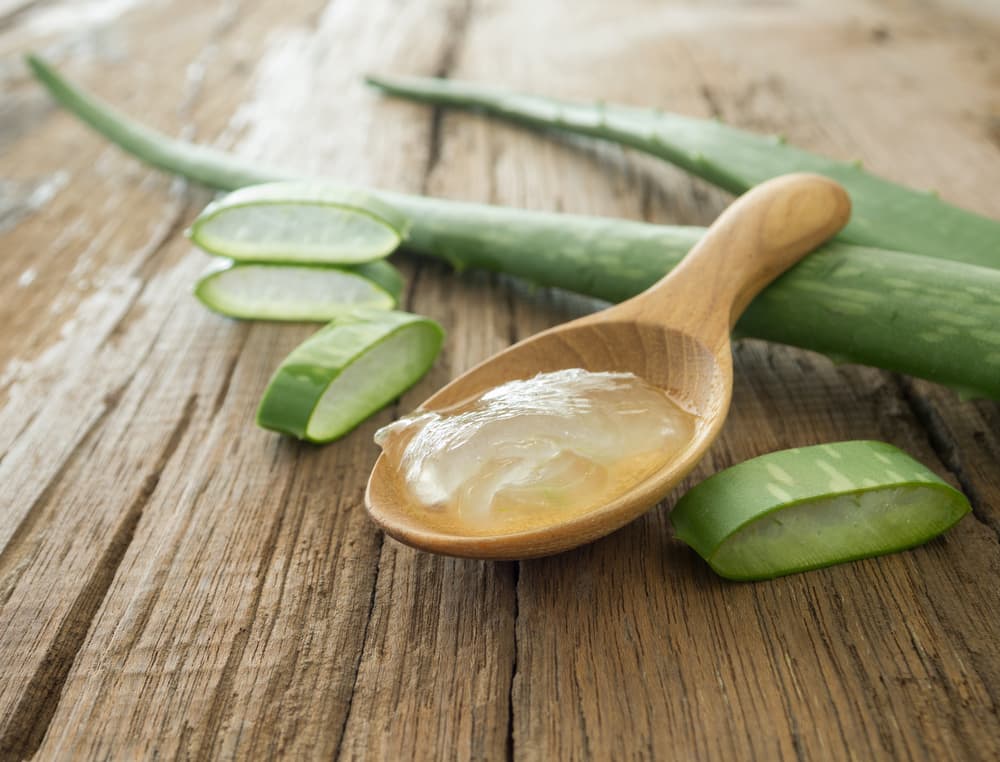 En la actualidad, el gel de aloe vera se ha hecho muy popular por su amplia utilización en productos de belleza, higiene y cuidado corporal pero también, al ingerirlo resulta un excelente complemento para nuestra dieta.