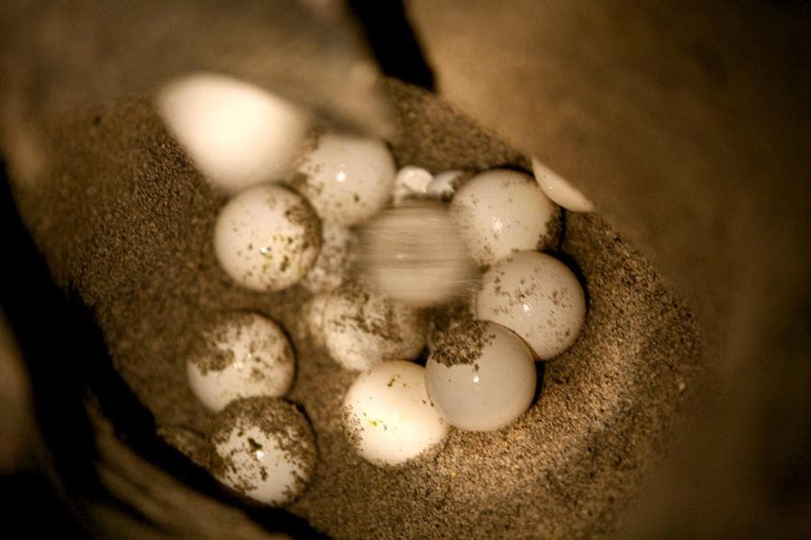 El índice de reproducción de la tortuga laúd es el más bajo entre las tortugas marinas, ya que solo el 50 % de los huevos suelen eclosionar. Los anidamientos de esta especie se producen entre los meses de diciembre y enero, pero muchas veces sus huevos no logran evolucionar.