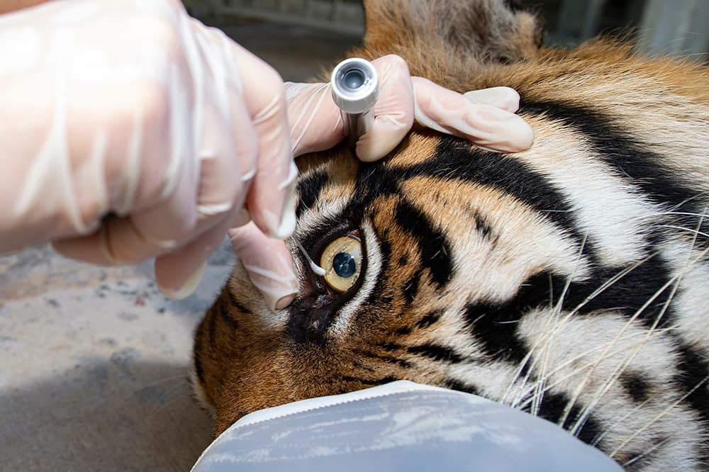 En los ojos de los animales.