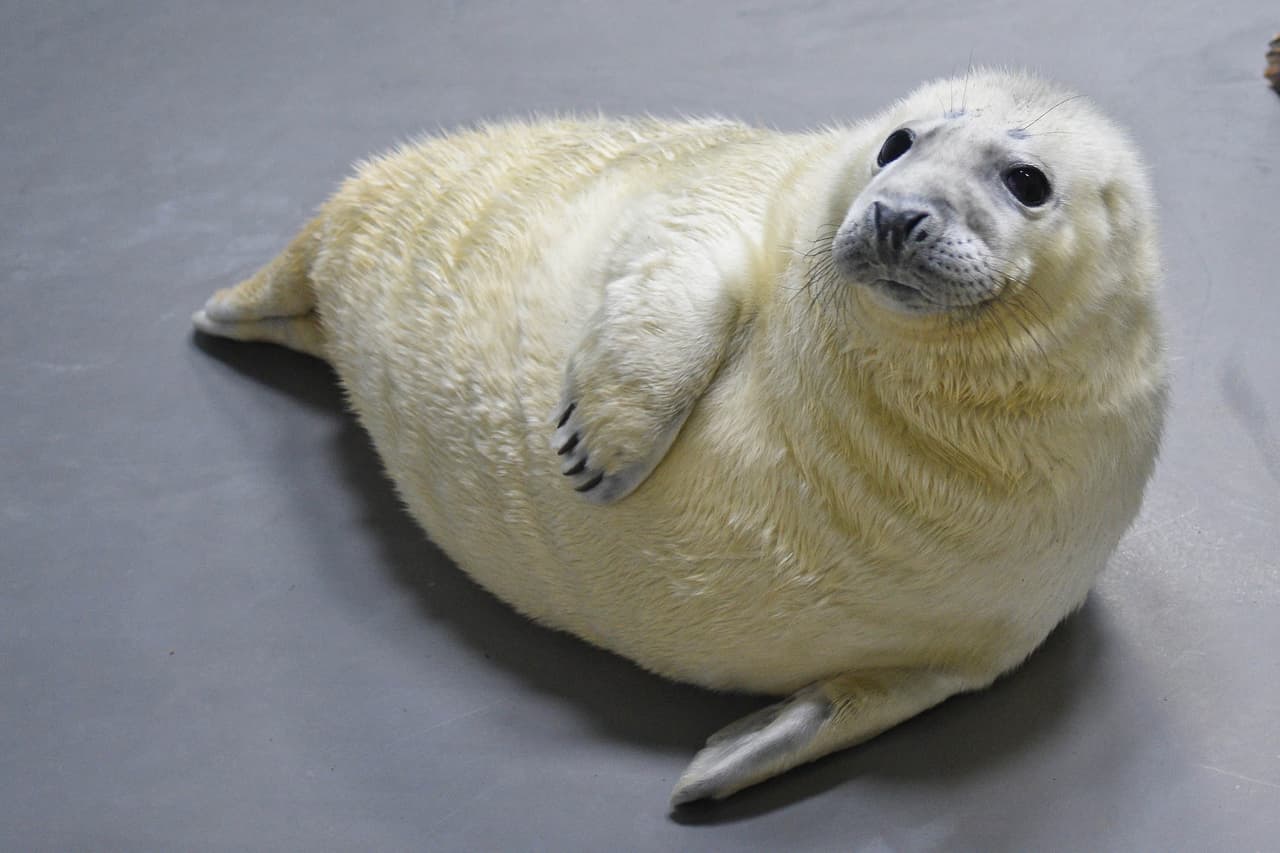 Actualmente, la población de focas grises está bien en la naturaleza (Atlántico Norte Occidental, Atlántico Norte Oriental y Mar Báltico), sin embargo, hay amenazas como enredos, lesiones causadas por humanos, contaminación del agua y cambio climático.