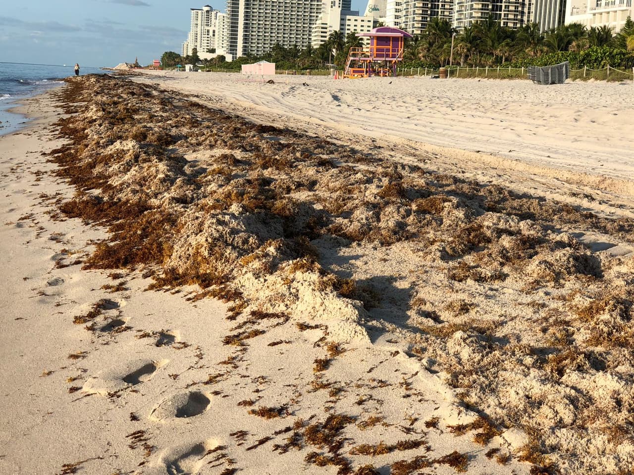 Una vez que esta hierba alcanza la costa, y se queda días ahí, comienza a descomponerse y un olor muy desagradable como a huevo podrido invade el lugar. Esto ahuyenta turistas y residentes de nuestras playas, ya que para algunos resulta desagradable bañarse y disfrutar del mar en esas condiciones.