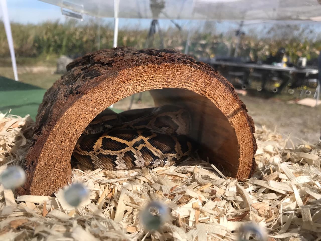 Las categorías para participar son para principiantes y expertos, ambas se premian por separado.