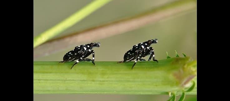 Expertos del Departamento de Agricultura citados en un reporte del diario
<i>The New York Time</i>s advierten que estas moscas "
<a href="https://www.nytimes.com/2021/08/24/us/spotted-lanternfly-invasive-species.html" target="_blank">ponen huevos por docenas</a>; dejan savia en los árboles, las vides y los cultivos; y cuando se alimentan, excretan una sustancia dulce que provoca el crecimiento de moho negro".
<br>
