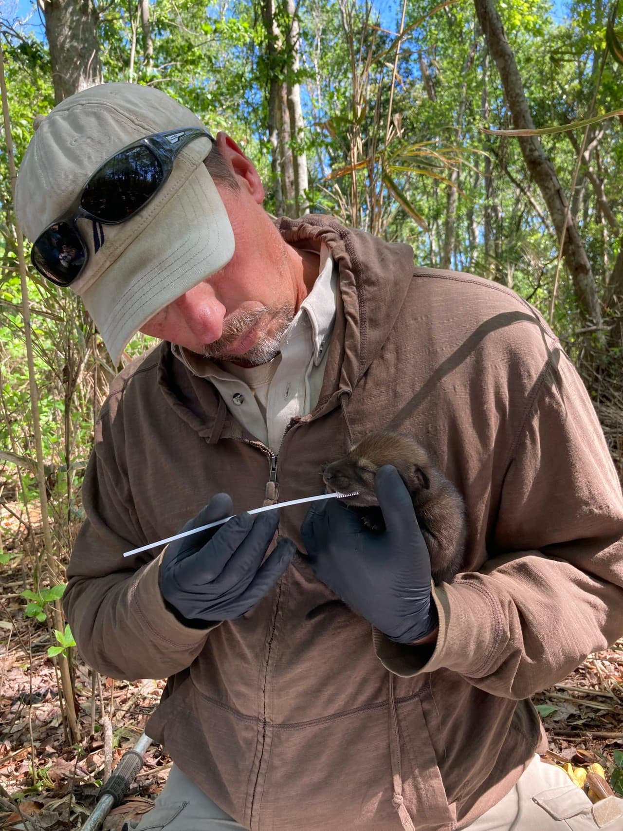 Los lobos rojos son considerados el cánido más amenazado del mundo.