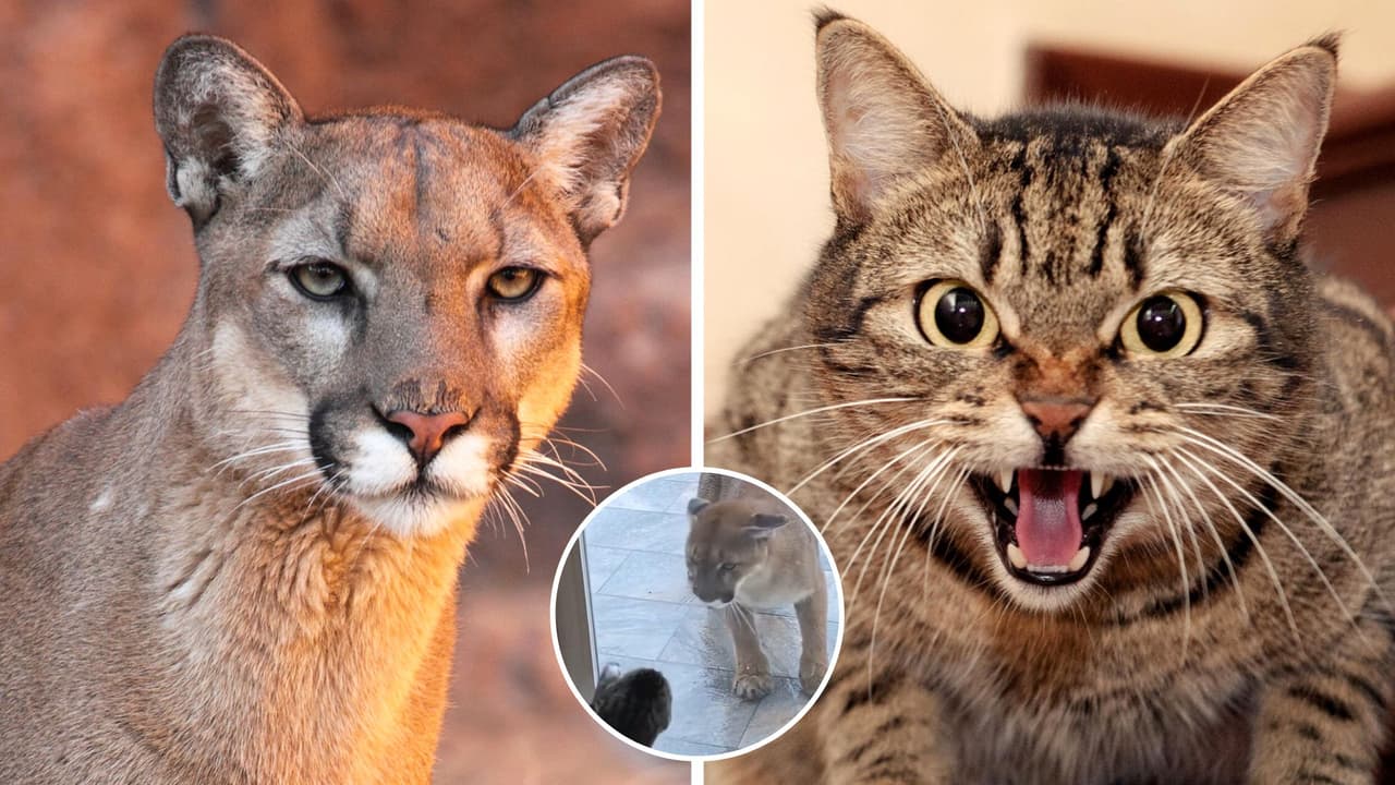 Gatita enfrenta a puma que pretendía entrar a su casa: impactó a Internet con su valentía