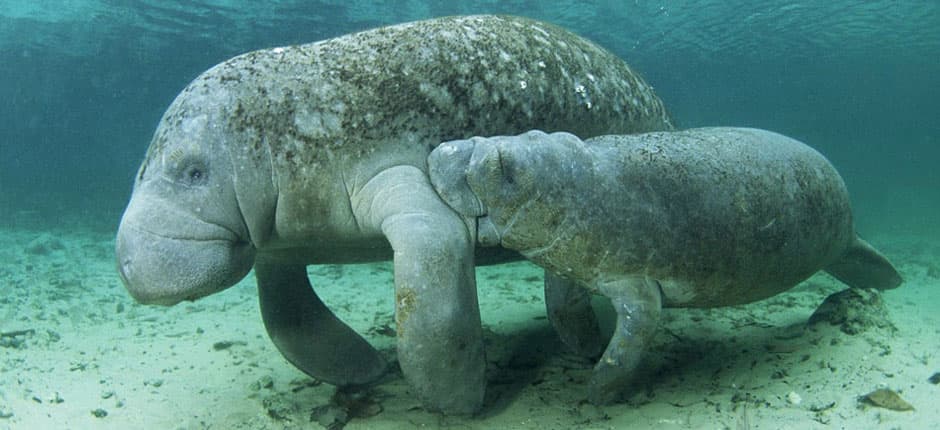 Récord histórico de muertes de manatíes embestidos por botes en Florida en 2016