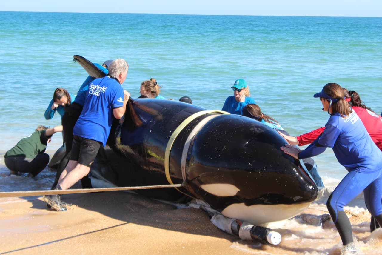 Ballena muere varada en playa de Florida