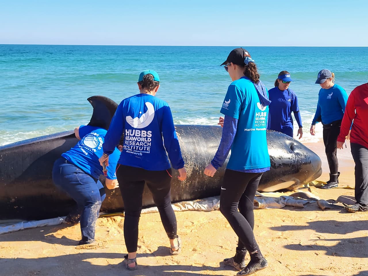 La ballena asesina de más de 7,000 libras de peso y 21 pies de largo fue localizada la mañana del 11 de enero al sur de Jungle Hut Park en Palm Coast, de acuerdo con informes iniciales del Alguacil del condado Flagler. La Administración Nacional Oceánica y Atmosférica señaló a través de un comunicado que la ballena era una hembra de edad adulta y que no tenía algún indicio de interacción con humanos o golpes, además se detectaron algunos "signos de enfermedades". Los detalles de la causa de la muerte de la ballena asesina que apareció en la costa de Florida serán dados a conocer una vez que se concluya la necropsia y los estudios de laboratorios correspondientes.
